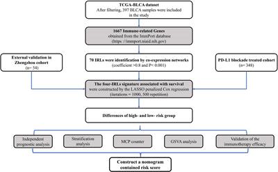 Identification of Immune-Related lncRNA Signature to Predict Prognosis and Immunotherapeutic Efficiency in Bladder Cancer